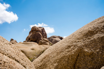 Joshua Tree