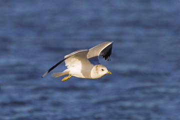 Common Gull Larus canus in flight over coastal creek Winter Norfolk