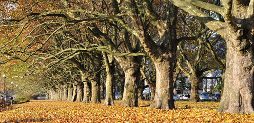 Szczecińskie "Jasne Błonia"  jesienią © konik60