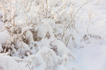 Plants under fresh snow