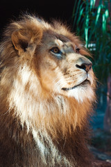 Lion face close-up