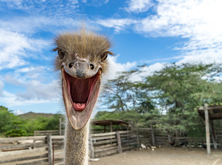 Ostrich