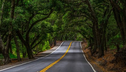 Fototapeta premium Tree Canopy Roak