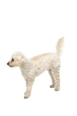 Cute little white poodle