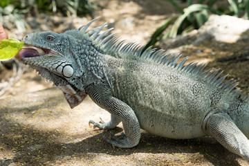 Kokomo Beach Iguana