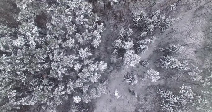 AERIAL. Smooth overhead flight above top of winter forest trees covered by snow. 4k.