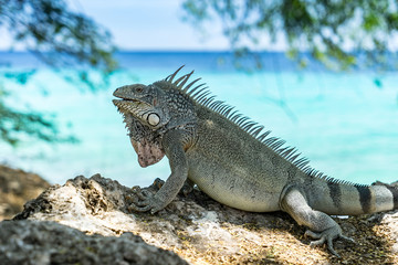 Kokomo Beach Iguana