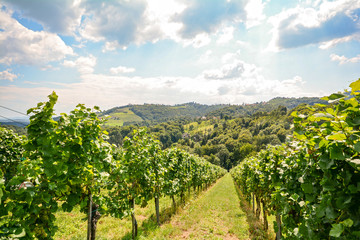 Fototapeta na wymiar Vines in a vineyard in late summer - Hilly agricultural landscape at the wine road in Austria