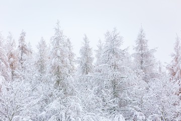 Winter forest with snow covered branches