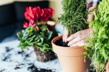 Woman's hands transplanting plant.