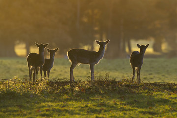Fallow Deer Cervus dama herd and sunrise during Autumn rut at Holkham Hall Norfolk