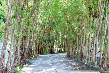 alley with green trees