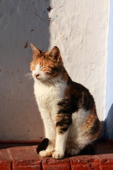 Sitting cat