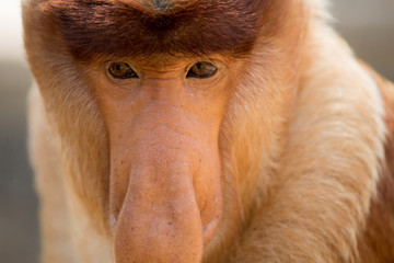 Naklejka premium Portrait of fabulous long-nosed monkey