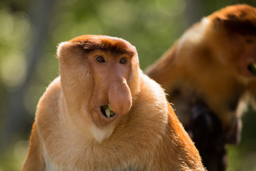 Naklejka premium Portrait of fabulous long-nosed monkey
