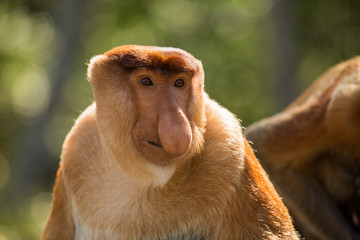 Portrait of fabulous long-nosed monkey