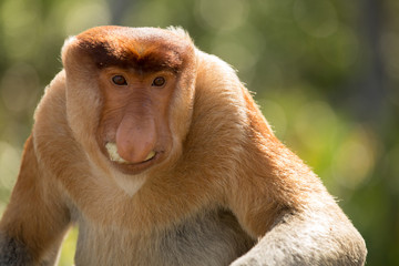 Portrait of fabulous long-nosed monkey