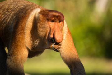 Portrait of fabulous long-nosed monkey