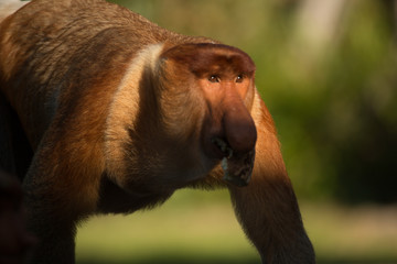 Portrait of fabulous long-nosed monkey