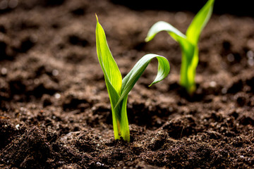Concept appearance of life - sprout from soil close up