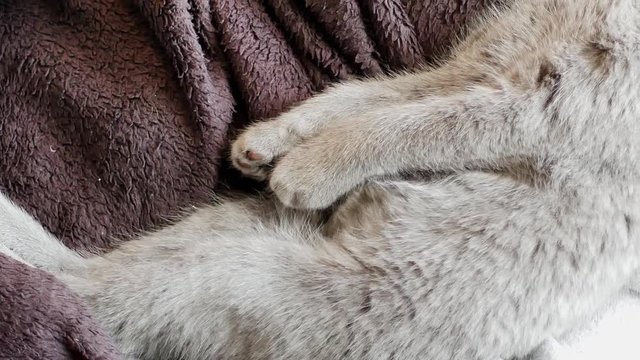 panoramique sur un chaton gris dormant sur le dos