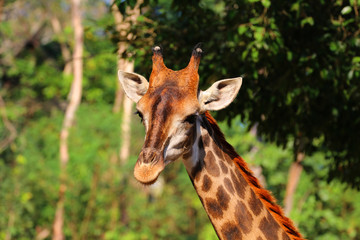 Close-up head of a giraffe in the zoo, Thailand.