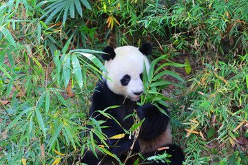 Obraz na płótnie Canvas Close-up panda in the zoo, Thailand.