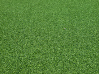 Obraz na płótnie Canvas Texture of fresh green grass
