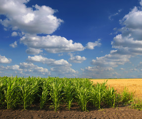 Cornfield with Clouds