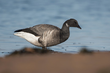 Brent Goose, Branta bernicla
