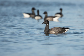 Brent Goose, Branta bernicla