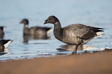 Brent Goose, Branta bernicla