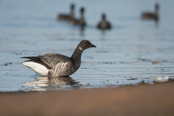 Brent Goose, Branta bernicla