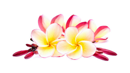 frangipani isolated on white background