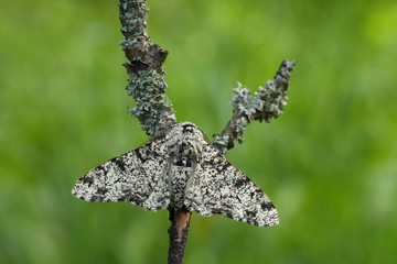Fototapeta premium Peppered Moth(Biston betularia)
