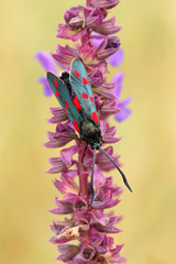 Six-spot burnet(Zygaena filipendulae)