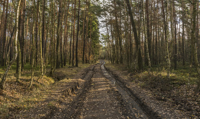 Forest in Kokorin area in winter time