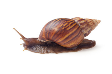 Brown color garden snail (Cornu aspersum) isolated on white color background with clipping path