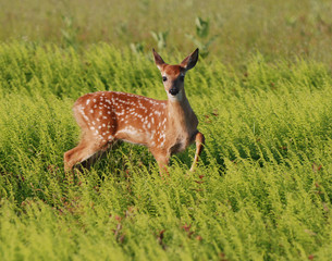 Fawn in ferns