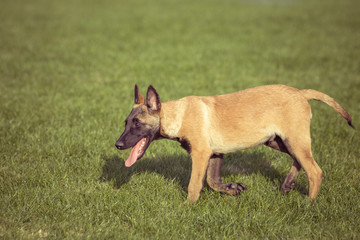 Happy pet dogs playing on Grass in a park.