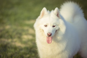 Happy pet dogs playing on Grass in a park.