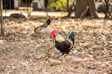Thai Bantam Chicken, animal