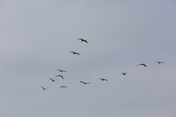 Flock of birds