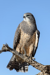 Swainson's Hawk