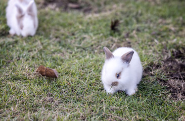 small rabbit on the green grass