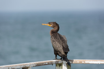 Black cormorant