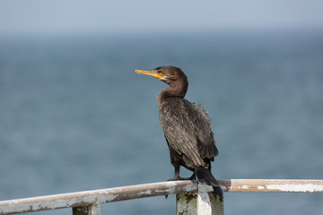 Black cormorant