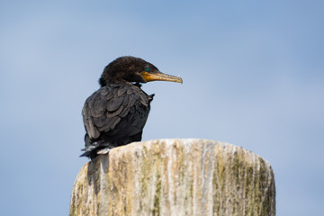 Black cormorant