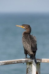 Black cormorant