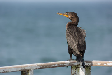 Black cormorant